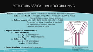 ESTRUTURA BÁSICA – IMUNOGLOBULINA G
Profª.Zilka: ANTÍGENOS-ANTICORPOS
Fonte: http://www.msdmanuals.com/pt-
pt/casa/doen%C3%A7as-
imunol%C3%B3gicas/biologia-do-sistema-
imunol%C3%B3gico/imunidade-adquirida
1. Cadeias: As cadeias pesadas e leves são idênticas na mesma molécula de anticorpo.
1.1 Cadeias pesadas (H) H do inglês Heavy. Massa molecular = 50.000 a 70.000
São distintas em cada tipo de anticorpo.
1.2 Cadeias leves (L) L do inglês Light. Massa molecular = 25.000
Podem ser do tipo κ (kappa) ou λ (lambda).
No mesmo anticorpo são idênticas.
Ocorrem em todos os tipos.
2. Regiões variáveis (V) e constantes (C):
2.1 Cadeia pesada (H)
2.1.1 VH = 110 aminoácidos
2.1.2 CH = 330 – 440 aminoácidos
2.2 Cadeia leve (L)
2.2.1 VL = 110 aminoácidos
2.1.2 CL = 110 aminoácidos
3. Pontes dissulfeto: intercadeias e intracadeias.
 