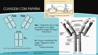 CLIVAGEM COM PAPAÍNA
Profª.Zilka: ANTÍGENOS-ANTICORPOS
Fonte: https://gl.wikipedia.org/wiki/Papa%C3%ADna
Fonte:
https://pt.slideshare.net/labimuno/anticorpos-
estrutura-1189605
Fab = fragmento que se liga
ao antígeno ( do inglês,
“fragment antigen-binding”).
N-terminal
---------------------------------
Fc= fração cristalizável (do
inglês, “fragment cristal
fraction”)
Carboxi-terminal
Fonte: http://brasilnabolivia.blogspot.com.br/2014/09/imunogenose-
antigenos-pag.html
 