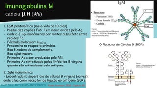 Imunoglobulina M
cadeia μ H (Mu)
Profª.Zilka: ANTÍGENOS-ANTICORPOS
Fonte:
http://imunologiafamed.blogspo
t.com.br/2005/06/8-resposta-
imune-humoral.html/
1. IgM pentamérica (meia-vida de 10 dias)
- Possui dez regiões Fab. Tem maior avidez pelo Ag.
- Cadeia J liga monômeros por pontes dissulfeto entre
regiões Fc.
- Fórmula molecular: H10L10
- Predomina na resposta primária.
- Boa fixadora do complemento.
- Boa aglutinadora.
- Primeiro Ac a ser produzido pelo RN.
- Primeiro Ac sintetizado pelos linfócitos B virgens
quando são estimuladas pelo antígeno.
2. IgM monomérica
- Encontrada na superfície de células B virgens (naives)
onde atua como receptor de ligação ao antígeno (BcR).
Fonte:
https://pt.slideshare.net/
labimuno/linfcitos-b
Fonte: Levinson, 2016. Capítulo 59.
 