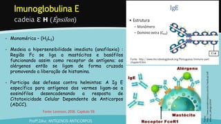 Imunoglobulina E
cadeia ε H (Épsilon)
Profª.Zilka: ANTÍGENOS-ANTICORPOS
Fonte: http://www.microbiologybook.org/Portuguese/immuno-port-
chapter4.htm
- Monomérica – (H2L2)
- Medeia a hipersensibilidade imediata (anafilaxia) :
Região Fc se liga a mastócitos e basófilos
funcionando assim como receptor de antígeno; os
alérgenos então se ligam de forma cruzada
promovendo a liberação de histamina.
- Participa das defesas contra helmintos: A Ig E
específica para antígenos dos vermes ligam-se a
eosinófilos desencadenando a resposta de
Citotoxicidade Celular Dependente de Anticorpos
(ADCC).
Fonte:
http://www.asmabronquica.com.br/medical/infl
amacao_alergica.html
Fonte: Levinson, 2016. Capítulo 59.
 
