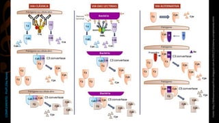 COMPLEMENTO-Profª.ZilkaNanes
Fonte:http://defesasnaoespecificas.blogspot.com.br/2012/12/sistema-complemento.html
 