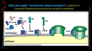 COMPLEMENTO-Profª.ZilkaNanes
Fonte:http://defesasnaoespecificas.blogspot.com.br/2012/12/sistema-complemento.html
MAC (do inglês “membrane attack complex”) = C5b ̅6 ̅7 ̅8 ̅ 9 ̅
A proteína C9 polimeriza-se para formar um poro na membrana.
 
