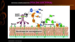 SISTEMA COMPLEMENTO (VIA DA LECTINA)
COMPLEMENTO - Profª.Zilka Nanes
Fonte: http://www.ebah.com.br/content/ABAAAg0y4AB/capitulo-imuno-basica?part=4
 