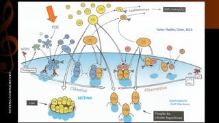 SISTEMACOMPLEMENTO
COMPLEMENTO
- Profª.Zilka Nanes
Fonte: Playfair; Chain, 2013.
LECTINA
 