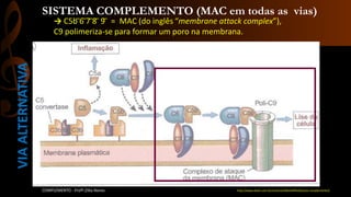 SISTEMA COMPLEMENTO (MAC em todas as vias)
COMPLEMENTO - Profª.Zilka Nanes
→ C5b ̅6 ̅7 ̅8 ̅ 9 ̅ = MAC (do inglês “membrane attack complex”),
C9 polimeriza-se para formar um poro na membrana.
http://www.ebah.com.br/content/ABAAAfifkAG/aula-complemento2
VIAALTERNATIVA
 