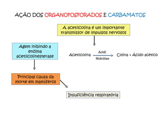 Agem inibindo a enzima acetilcolinesterase Principal causa da morte em mamíferos Insuficiência respiratória A acetilcolina é um importante transmissor de impulsos nervosos AÇÃO DOS  ORGANOFOSFORADOS  E  CARBAMATOS Acetilcolina  Colina + Ácido acético AchE Hidrólise 