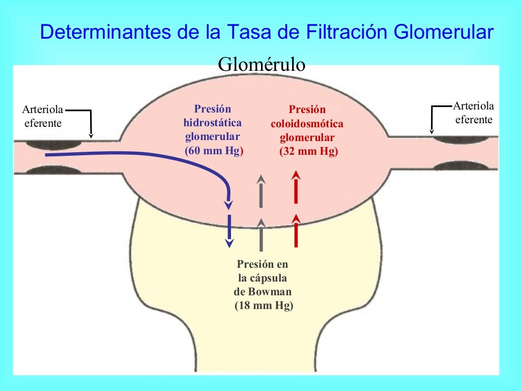 Parte 4 filtracion glomerular control fisiologico regulacion upao d… Parte 4 filtracion glomerular control fisiologico regulacion upao d…