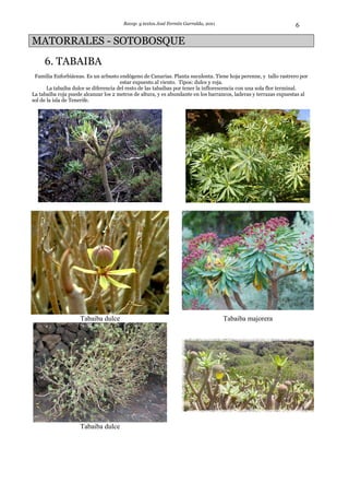 Recop. y textos José Fermín Garralda, 2011                                6

MATORRALES - SOTOBOSQUE
     6. TABAIBA
 Familia Euforbiáceas. Es un arbusto endógeno de Canarias. Planta suculenta. Tiene hoja perenne, y tallo rastrero por
                                       estar expuesto al viento. Tipos: dulce y roja.
       La tabaiba dulce se diferencia del resto de las tabaibas por tener la inflorescencia con una sola flor terminal.
La tabaiba roja puede alcanzar los 2 metros de altura, y es abundante en los barrancos, laderas y terrazas expuestas al
sol de la isla de Tenerife.




                    Tabaiba dulce                                                   Tabaiba majorera




                    Tabaiba dulce
 