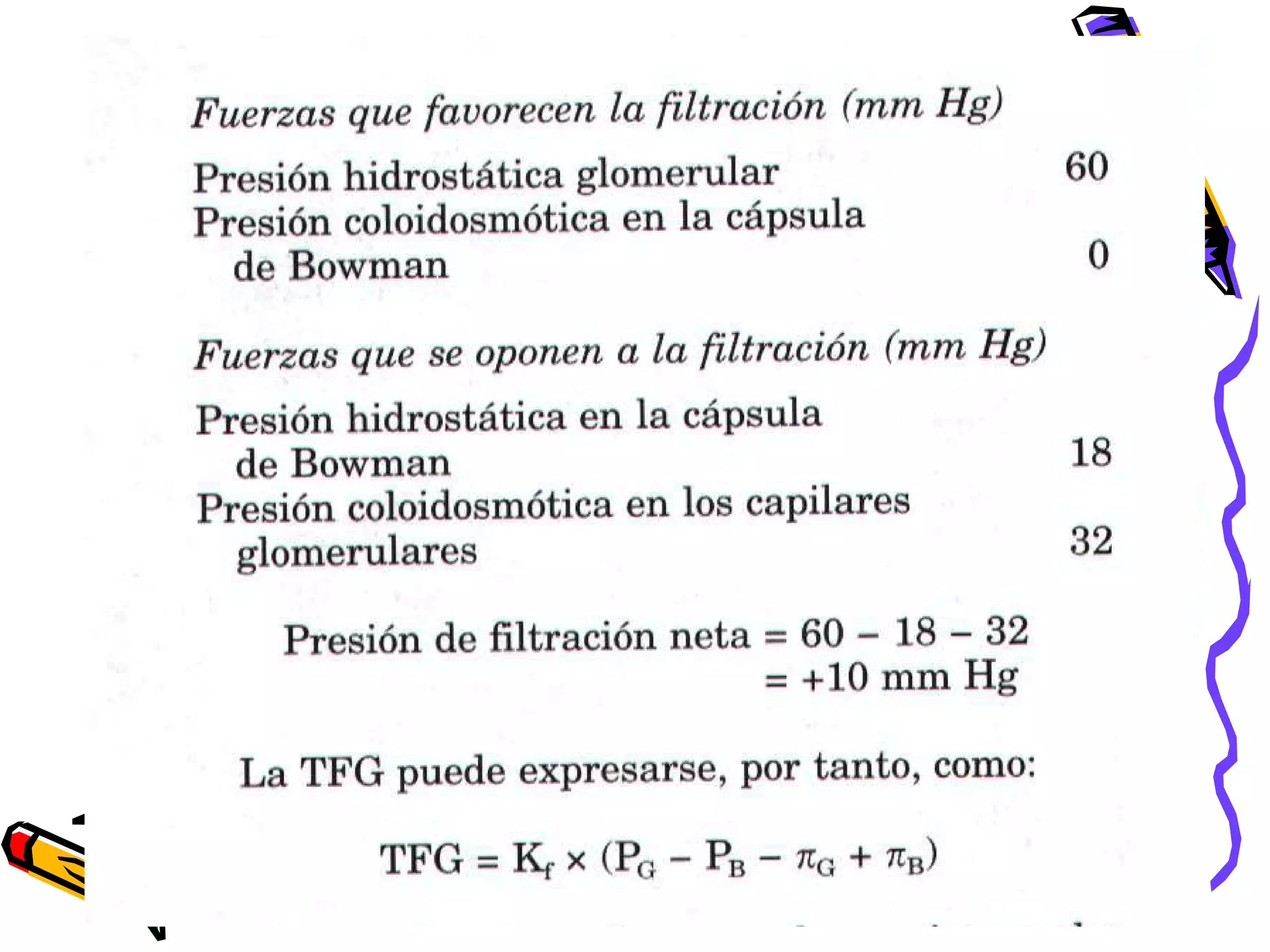 Parte 6 Filtracion Glomerular Trujillo Peru Upao PPT parte-6-filtracion-glomerular-trujillo-peru-upao-ppt