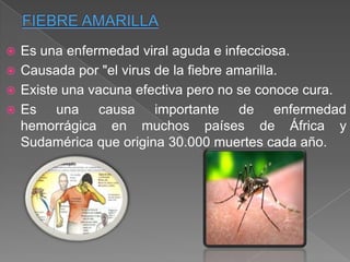 Es una enfermedad viral aguda e infecciosa.
 Causada por "el virus de la fiebre amarilla.
 Existe una vacuna efectiva pero no se conoce cura.
 Es
una causa importante de enfermedad
hemorrágica en muchos países de África y
Sudamérica que origina 30.000 muertes cada año.


 