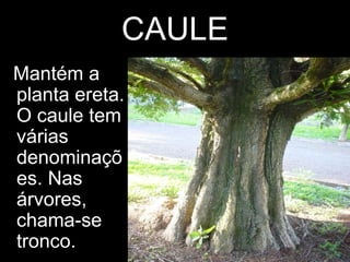 CAULE
Mantém a
planta ereta.
O caule tem
várias
denominaçõ
es. Nas
árvores,
chama-se
tronco.
 