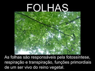 FOLHAS
As folhas são responsáveis pela fotossíntese,
respiração e transpiração, funções primordiais
de um ser vivo do reino vegetal.
 