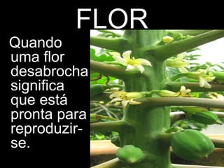 FLOR
Quando
uma flor
desabrocha
significa
que está
pronta para
reproduzir-
se.
 