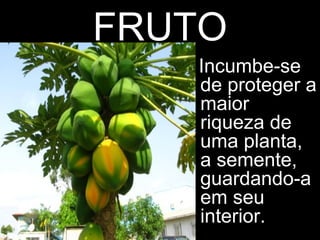 FRUTO
Incumbe-se
de proteger a
maior
riqueza de
uma planta,
a semente,
guardando-a
em seu
interior.
 