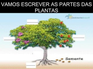 VAMOS ESCREVER AS PARTES DAS
PLANTAS
 