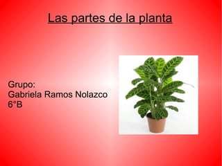 Las partes de la planta
Grupo:
Gabriela Ramos Nolazco
6°B
 