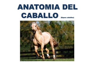 ANATOMIA DEL
CABALLO (Equus caballus)
 