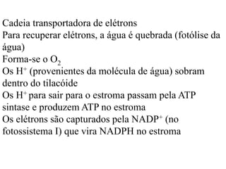 Cadeia transportadora de elétrons
Para recuperar elétrons, a água é quebrada (fotólise da
água)
Forma-se o O2
Os H+ (provenientes da molécula de água) sobram
dentro do tilacóide
Os H+ para sair para o estroma passam pela ATP
sintase e produzem ATP no estroma
Os elétrons são capturados pela NADP+ (no
fotossistema I) que vira NADPH no estroma
 