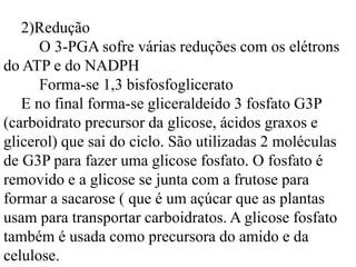2)Redução
O 3-PGA sofre várias reduções com os elétrons
do ATP e do NADPH
Forma-se 1,3 bisfosfoglicerato
E no final forma-se gliceraldeído 3 fosfato G3P
(carboidrato precursor da glicose, ácidos graxos e
glicerol) que sai do ciclo. São utilizadas 2 moléculas
de G3P para fazer uma glicose fosfato. O fosfato é
removido e a glicose se junta com a frutose para
formar a sacarose ( que é um açúcar que as plantas
usam para transportar carboidratos. A glicose fosfato
também é usada como precursora do amido e da
celulose.
 