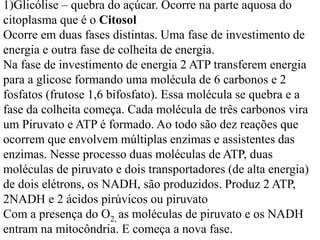 1)Glicólise – quebra do açúcar. Ocorre na parte aquosa do
citoplasma que é o Citosol
Ocorre em duas fases distintas. Uma fase de investimento de
energia e outra fase de colheita de energia.
Na fase de investimento de energia 2 ATP transferem energia
para a glicose formando uma molécula de 6 carbonos e 2
fosfatos (frutose 1,6 bifosfato). Essa molécula se quebra e a
fase da colheita começa. Cada molécula de três carbonos vira
um Piruvato e ATP é formado. Ao todo são dez reações que
ocorrem que envolvem múltiplas enzimas e assistentes das
enzimas. Nesse processo duas moléculas de ATP, duas
moléculas de piruvato e dois transportadores (de alta energia)
de dois elétrons, os NADH, são produzidos. Produz 2 ATP,
2NADH e 2 ácidos pirúvicos ou piruvato
Com a presença do O2, as moléculas de piruvato e os NADH
entram na mitocôndria. E começa a nova fase.
 