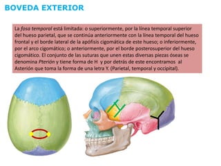 ANATOMIA DE CORTE - CRANEO EN GENERAL | PDF