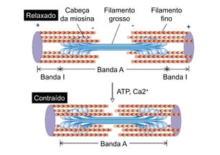 Cabeça
da miosina
Filamento
grosso
Filamento
fino
+--+
Contraído
Banda A
ATP, Ca2+
Banda IBanda I
Banda A
Relaxado
 