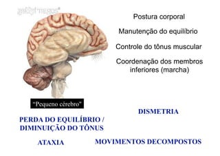 “Pequeno cérebro"
Postura corporal
Controle do tônus muscular
Coordenação dos membros
inferiores (marcha)
ATAXIA
PERDA DO EQUILÍBRIO /
DIMINUIÇÃO DO TÔNUS
DISMETRIA
MOVIMENTOS DECOMPOSTOS
Manutenção do equilíbrio
 