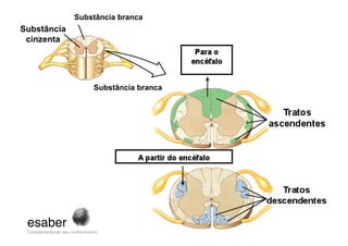 Substância branca
Substância
cinzenta
Substância branca
esaber
Complementando seu conhecimento.
 