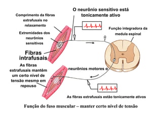 Comprimento da fibras
extrafusais no
relaxamento
Extremidades dos
neurônios
sensitivos
Fibras
intrafusais
As fibras
extrafusais mantêm
um certo nível de
tensão mesmo em
repouso
Função integradora da
medula espinal
As fibras extrafusais estão tonicamente ativos
O neurônio sensitivo está
tonicamente ativo
Função do fuso muscular – manter certo nível de tensão
neurônios motores α
 