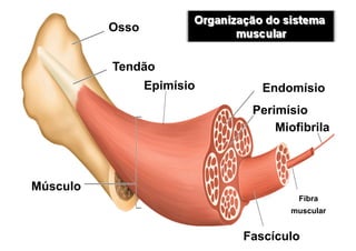 Osso
Tendão
Epimísio
Músculo
Fascículo
Fibra
muscular
Endomísio
Perimísio
Miofibrila
 