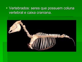  Vertebrados: seres que possuem coluna
vertebral e caixa craniana.
 