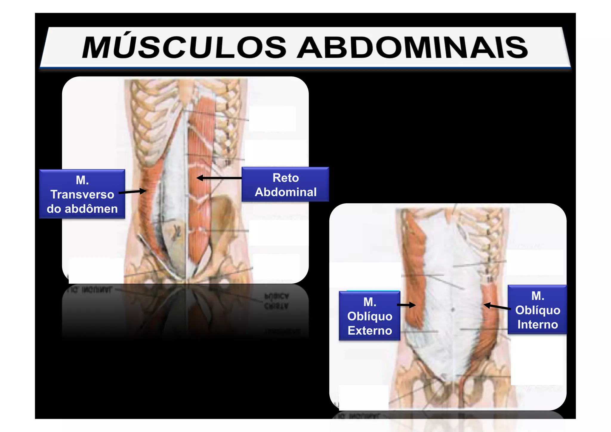 M.
Transverso
do abdômen
Reto
Abdominal
M.
Oblíquo
Externo
M.
Oblíquo
Interno
 
