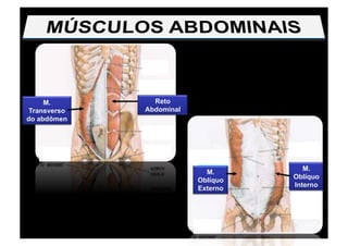 M.
Transverso
do abdômen
Reto
Abdominal
M.
Oblíquo
Externo
M.
Oblíquo
Interno
 