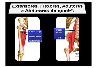 Adutor longo
Adutor curto
Adutor magno
Psoas
maior
Ílio
 