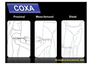 Proximal   Meso-femural                Distal




                          HEYWARD & STOLARCZYK, 2000.
 