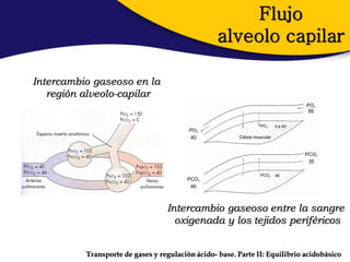 Flujo
                                                  alveolo capilar

Intercambio gaseoso en la
   región alveolo-capilar




                                  Intercambio gaseoso entre la sangre
                                    oxigenada y los tejidos periféricos


          Transporte de gases y regulación ácido- base. Parte II: Equilibrio acidobásico
 