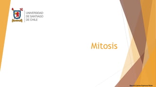 Mitosis
1
Bascoli-Cuevas-Espinoza-Rojas
 