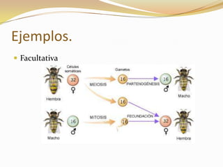 Ejemplos.
 Facultativa
 