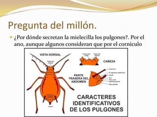 Pregunta del millón.
 ¿Por dónde secretan la mielecilla los pulgones?. Por el
ano, aunque algunos consideran que por el cornículo
 