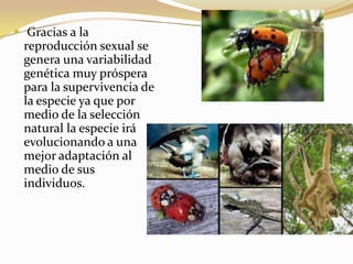  Gracias a la
reproducción sexual se
genera una variabilidad
genética muy próspera
para la supervivencia de
la especie ya que por
medio de la selección
natural la especie irá
evolucionando a una
mejor adaptación al
medio de sus
individuos.
 