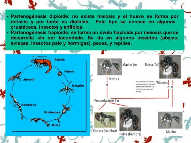 Partenog nesis y ciclo biol gico de las abejas 