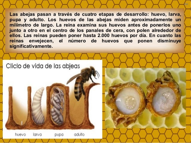 Partenog nesis y ciclo biol gico de las abejas 