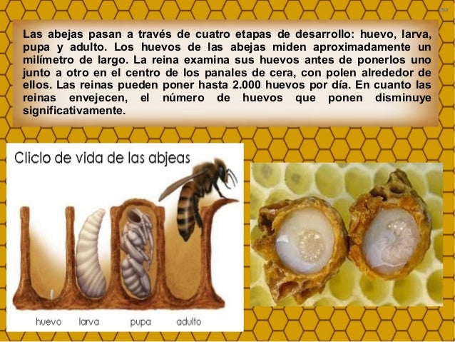 Partenog nesis y ciclo biol gico de las abejas Partenog nesis y ciclo biol gico de las abejas