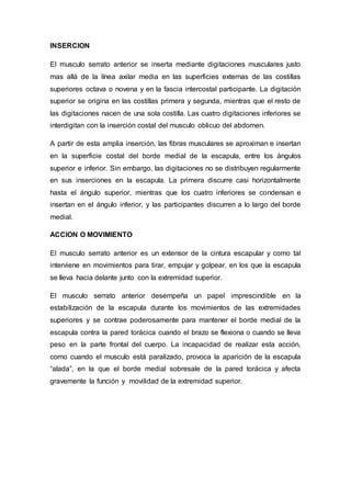 INSERCION
El musculo serrato anterior se inserta mediante digitaciones musculares justo
mas allá de la línea axilar media en las superficies externas de las costillas
superiores octava o novena y en la fascia intercostal participante. La digitación
superior se origina en las costillas primera y segunda, mientras que el resto de
las digitaciones nacen de una sola costilla. Las cuatro digitaciones inferiores se
interdigitan con la inserción costal del musculo oblicuo del abdomen.
A partir de esta amplia inserción, las fibras musculares se aproximan e insertan
en la superficie costal del borde medial de la escapula, entre los ángulos
superior e inferior. Sin embargo, las digitaciones no se distribuyen regularmente
en sus inserciones en la escapula. La primera discurre casi horizontalmente
hasta el ángulo superior, mientras que los cuatro inferiores se condensan e
insertan en el ángulo inferior, y las participantes discurren a lo largo del borde
medial.
ACCION O MOVIMIENTO
El musculo serrato anterior es un extensor de la cintura escapular y como tal
interviene en movimientos para tirar, empujar y golpear, en los que la escapula
se lleva hacia delante junto con la extremidad superior.
El musculo serrato anterior desempeña un papel imprescindible en la
estabilización de la escapula durante los movimientos de las extremidades
superiores y se contrae poderosamente para mantener el borde medial de la
escapula contra la pared torácica cuando el brazo se flexiona o cuando se lleva
peso en la parte frontal del cuerpo. La incapacidad de realizar esta acción,
como cuando el musculo está paralizado, provoca la aparición de la escapula
“alada”, en la que el borde medial sobresale de la pared torácica y afecta
gravemente la función y movilidad de la extremidad superior.
 