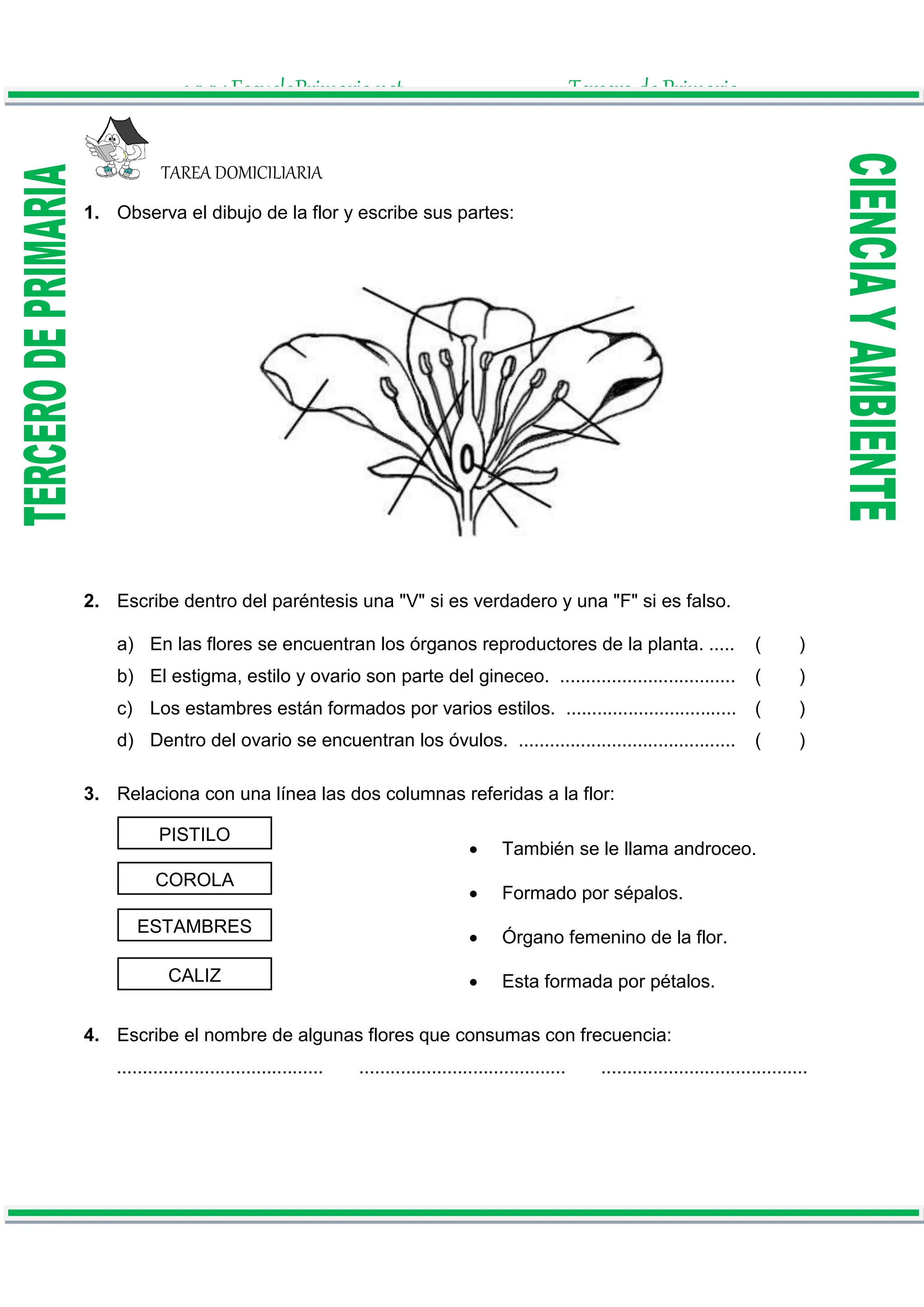 Partes De Una Flor Para Niños De Primer Grado