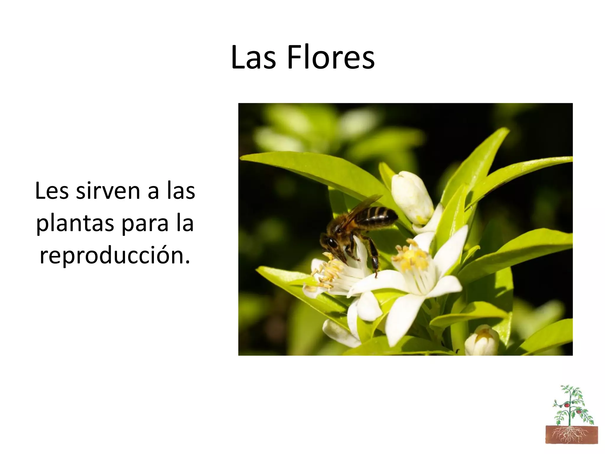 Las Flores
Les sirven a las
plantas para la
reproducción.
 