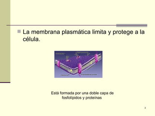  La membrana plasmática limita y protege a la
  célula.




            Está formada por una doble capa de
                  fosfolípidos y proteínas

                                                 3
 