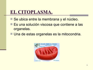 EL CITOPLASMA.
 Se ubica entre la membrana y el núcleo.
 Es una solución viscosa que contiene a las
  organelas.
 Una de estas organelas es la mitocondria.




                                               4
 