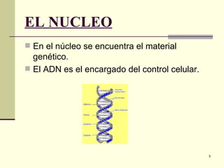 EL NUCLEO
 En el núcleo se encuentra el material
  genético.
 El ADN es el encargado del control celular.




                                                5
 