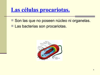 Las células procariotas.
 Son las que no poseen núcleo ni organelas.
 Las bacterias son procariotas.




                                               6
 